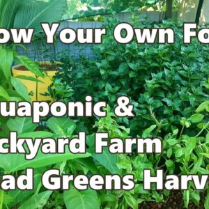 Grow Your Own Food - Aquaponic & Backyard Farm Salad Greens Harvest