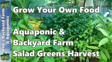 Grow Your Own Food - Aquaponic & Backyard Farm Salad Greens Harvest