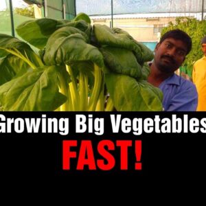 Growing Big Vegetables - FAST!