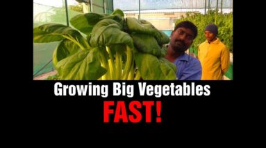 Growing Big Vegetables - FAST!