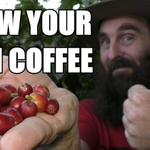 Growing Coffee In Containers & Our First Harvest