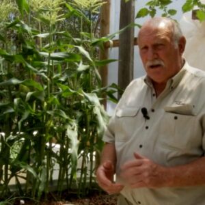 Growing Corn In Aquaponics