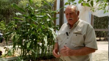 Growing Corn In Aquaponics