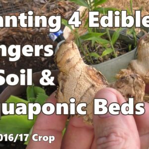 Growing Ginger - 4 Edible Gingers into Wicking & Aquaponic Beds 2016