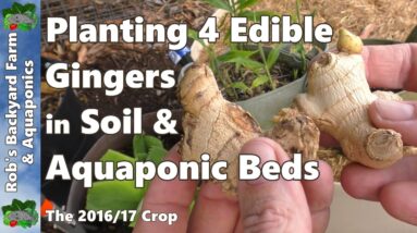 Growing Ginger - 4 Edible Gingers into Wicking & Aquaponic Beds 2016