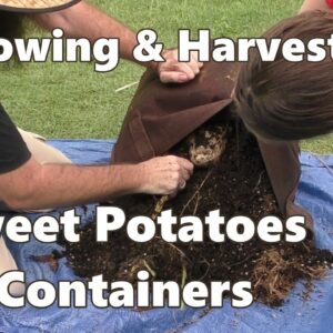 Growing & Harvesting Sweet Potatoes in Containers