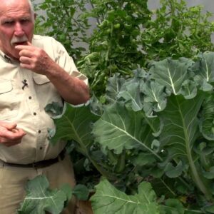 Growing Lots of Tomatoes in Aquaponics