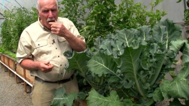 Growing Lots of Tomatoes in Aquaponics