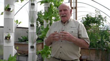 Growing Marijuana in Aquaponics