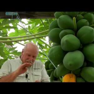 Growing Paw Paw Fruit in Aquaponics