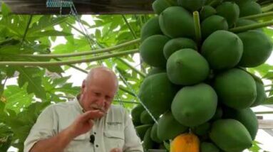 Growing Paw Paw Fruit in Aquaponics