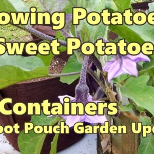 Growing Potatoes & Sweet Poatoes in Containers + Root Pouch Garden Update