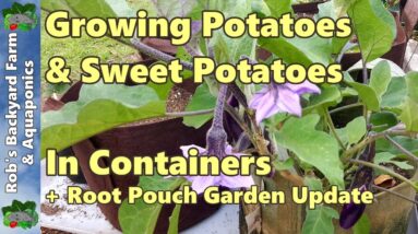 Growing Potatoes & Sweet Poatoes in Containers + Root Pouch Garden Update