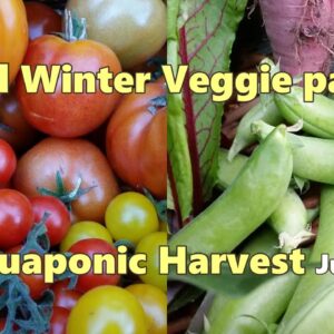 Harvest from our mid Winter Veggie patch & Aquaponic System. July 2015