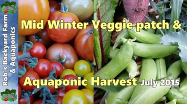 Harvest from our mid Winter Veggie patch & Aquaponic System. July 2015