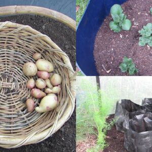 Harvesting a few potatoes & a look at the next crop..