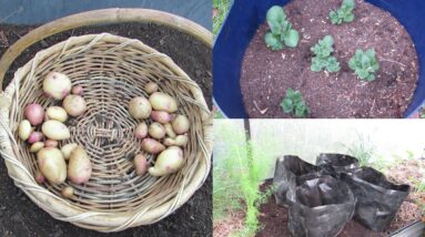 Harvesting a few potatoes & a look at the next crop..