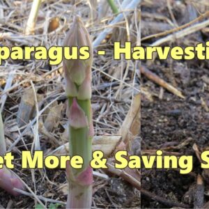 Harvesting asparagus, getting more from your plants & saving seeds..