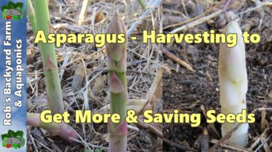 Harvesting asparagus, getting more from your plants & saving seeds..