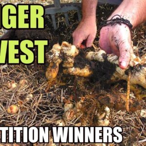 Harvesting Ginger & Competition Winners