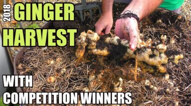 Harvesting Ginger & Competition Winners