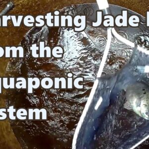 Harvesting Jade Perch from the Aquaponic System Using iki Jime