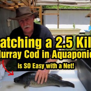 Harvesting Murray Cod in Aquaponics