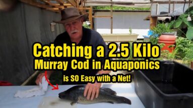 Harvesting Murray Cod in Aquaponics