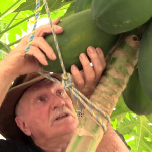 Harvesting Papaya