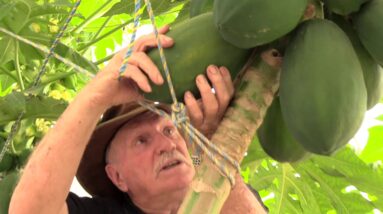 Harvesting Papaya