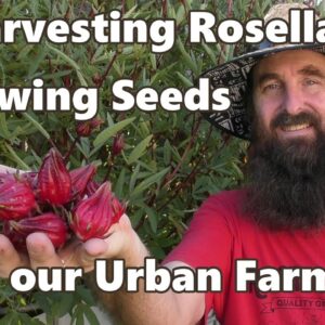 Harvesting Rosella & Sowing Seeds on our Urban Farm