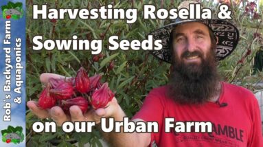 Harvesting Rosella & Sowing Seeds on our Urban Farm