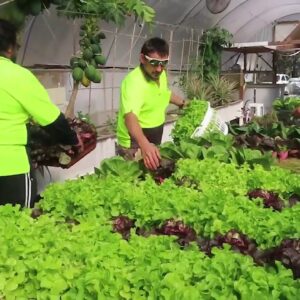 Harvesting Vegetables