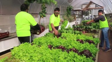 Harvesting Vegetables