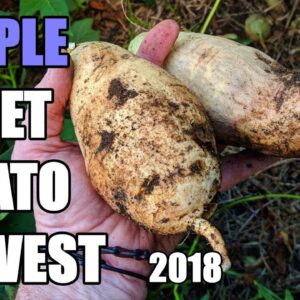 Hawaiian Sunshine Sweet Potato Harvest | 2018