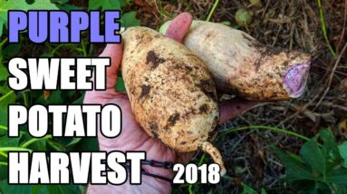 Hawaiian Sunshine Sweet Potato Harvest | 2018