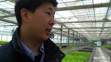 How Profitable is Aquaponics