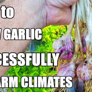 How to Grow Garlic in a Warm Climate