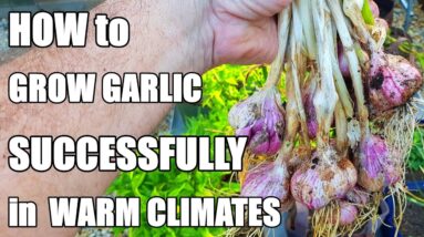 How to Grow Garlic in a Warm Climate