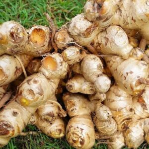 How to Grow GINGER In Beds, Containers & Different Climates