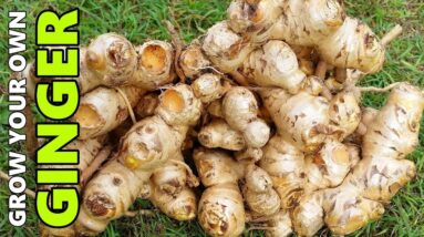 How to Grow GINGER In Beds, Containers & Different Climates