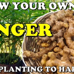 How To Grow Ginger in Containers - Planting to Harvest