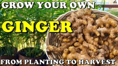 How To Grow Ginger in Containers - Planting to Harvest