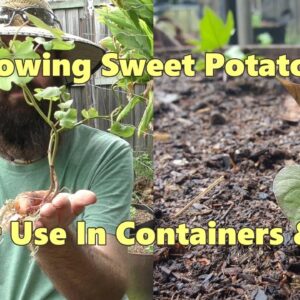 How to Grow & Plant Sweet Potato Slips in Containers & Beds