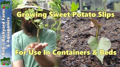 How to Grow & Plant Sweet Potato Slips in Containers & Beds