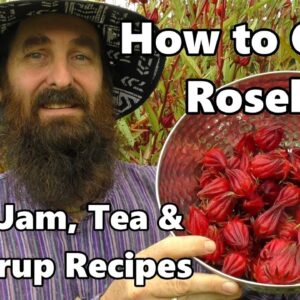 How to Grow Rosella AKA Jamaican Sorrel PLUS Jam, Tea & Syrup Recipes