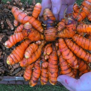 How to Grow Turmeric