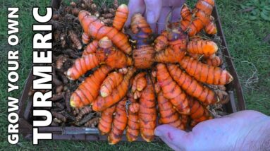 How to Grow Turmeric