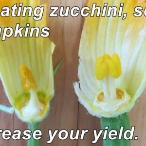 How to Hand Pollinate Zucchini, Squash & Pumpkins to Increase your Yields