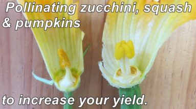 How to Hand Pollinate Zucchini, Squash & Pumpkins to Increase your Yields